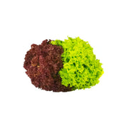Lettuce Lollo Mix Uae 100g Pack