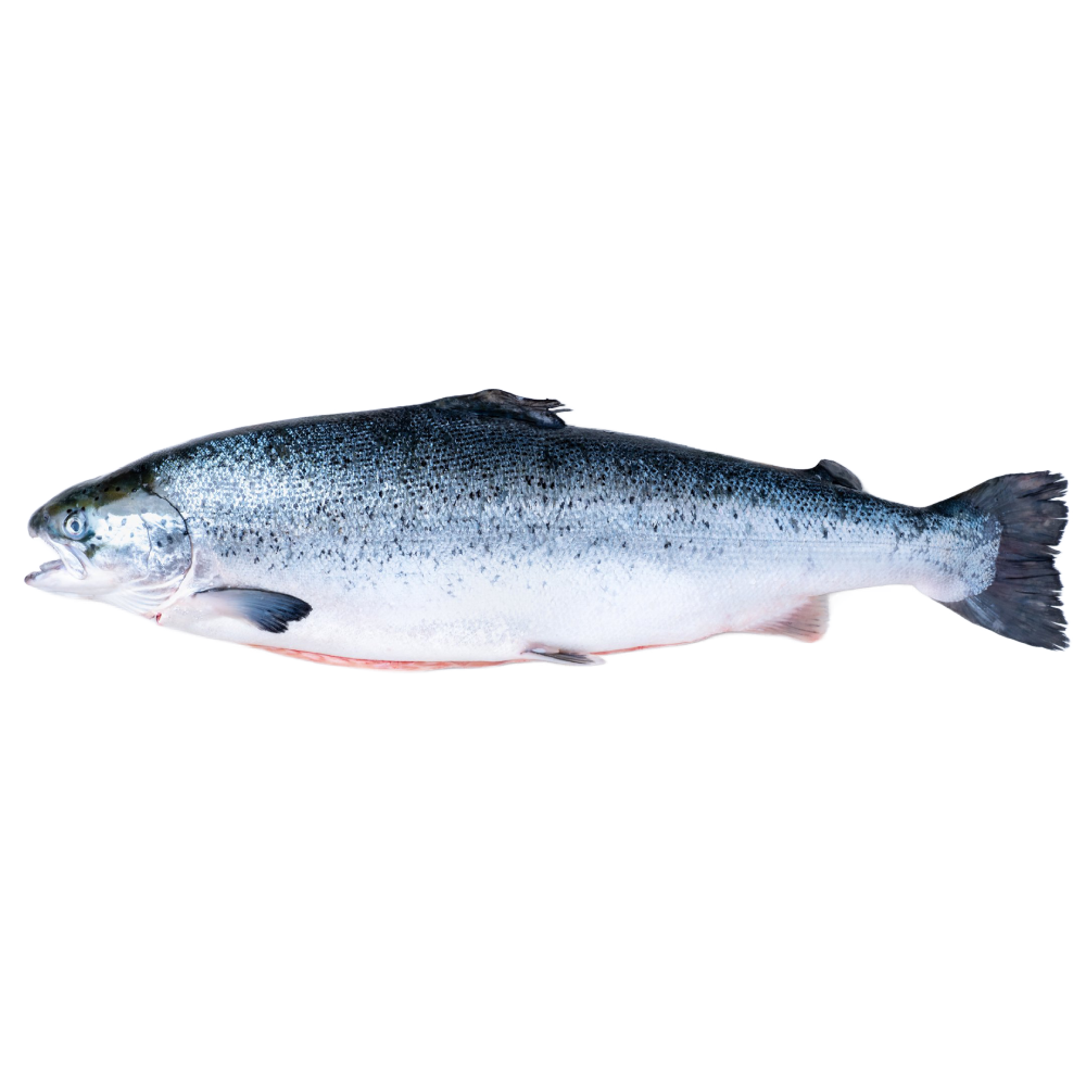 Fresh Whole Norwegian Salmon Norway 4.5-4.9kg Piece