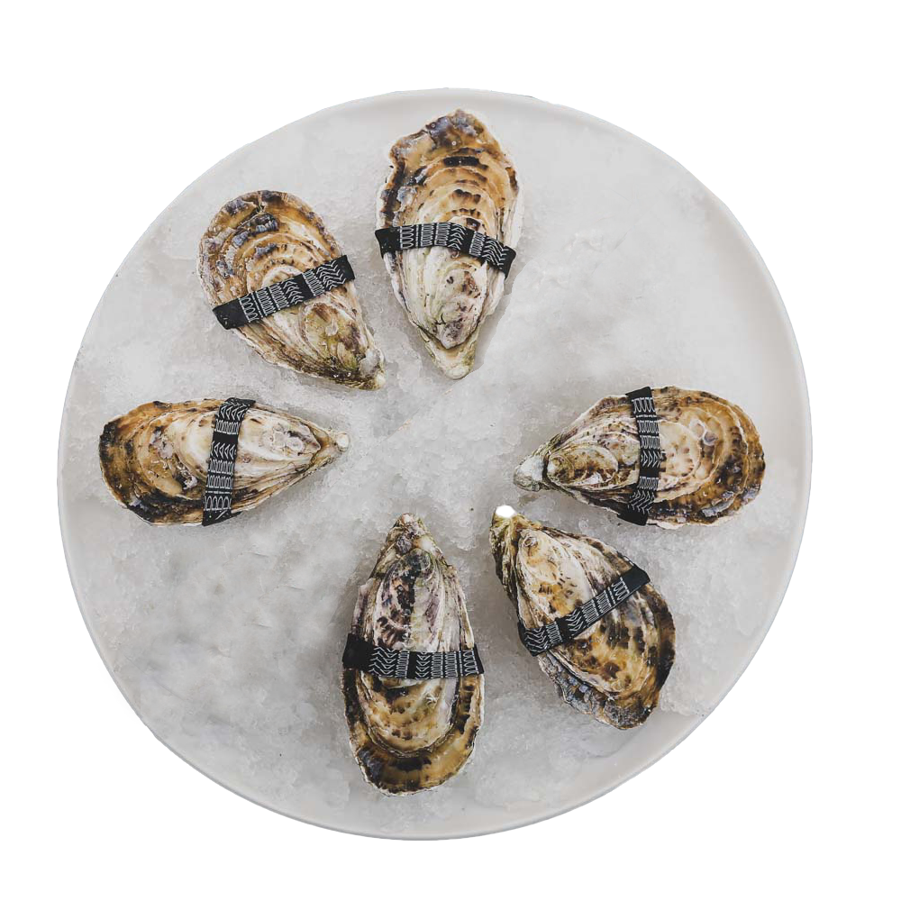 Live Oyster Dibba Bay Uae 6 Pieces Pack