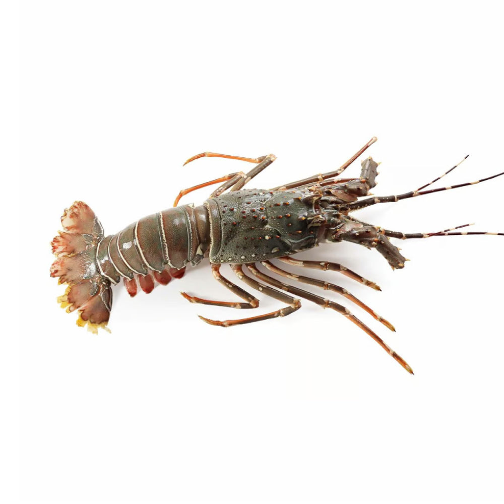 Fresh Lobster Oman 700g-900g Piece – The Fresh Market