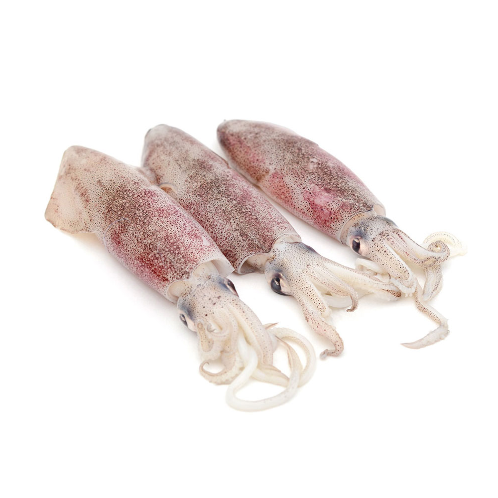 Fresh Squid Oman 450g-500g Pack