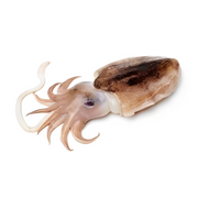 Fresh Cuttlefish Uae 1.2-1.5kg Piece