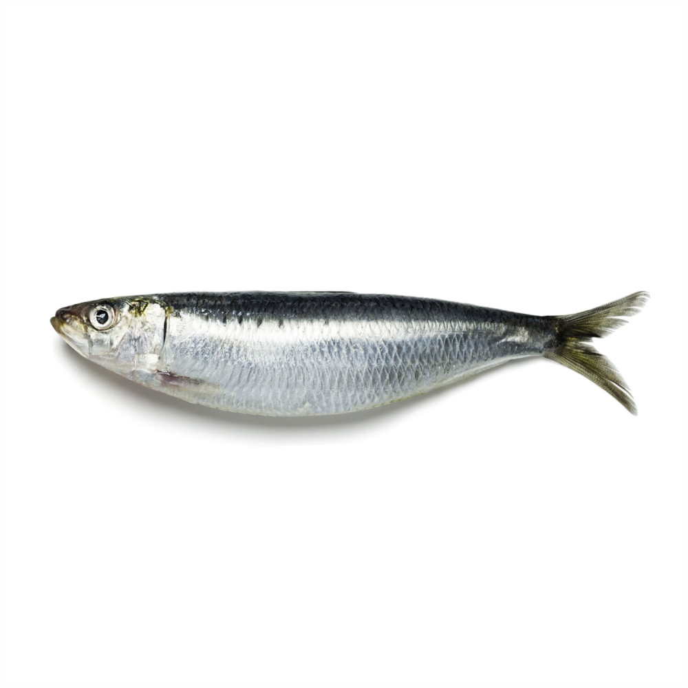 Fresh Big Sardine Oman 450g-500g Pack