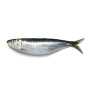 Fresh Big Sardine Oman 450g-500g Pack
