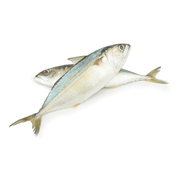 Fresh Big Mackerel Uae 1 Kg