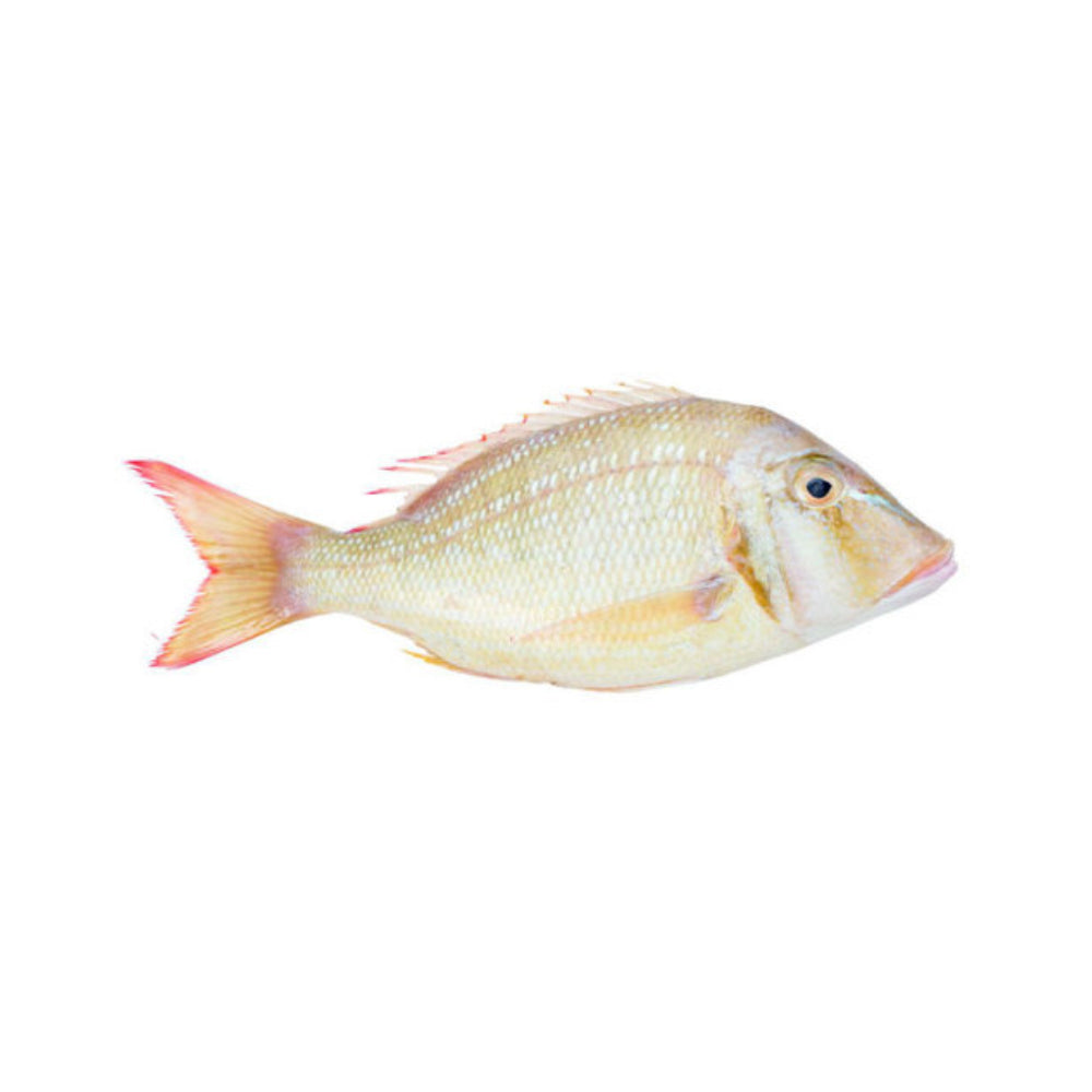 Fresh Sherri Ajman Uae 1.3-1.8kg Piece