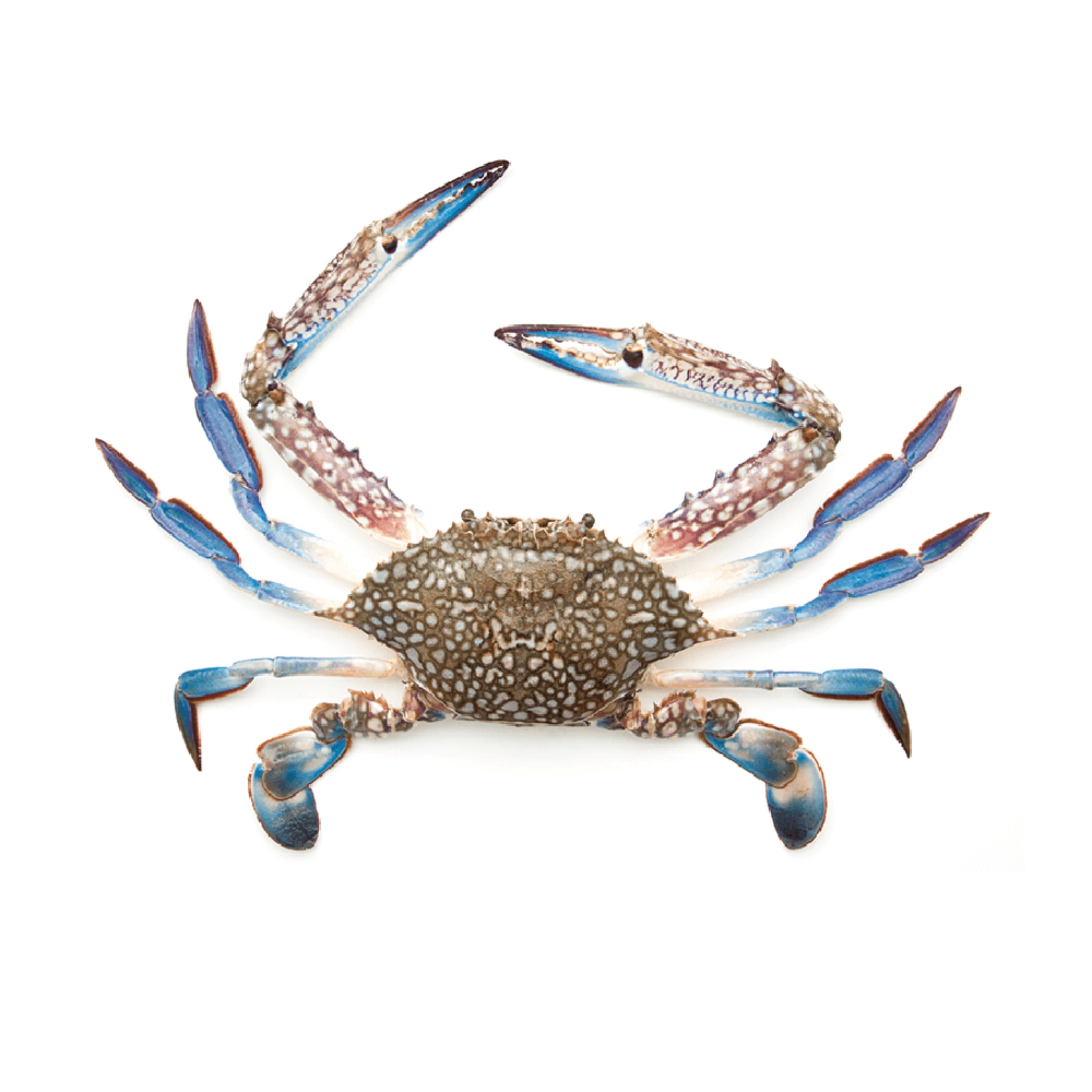 Fresh Blue Crabs Uae 1 Kg Pack