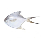 White Pomfret Iran 850g-900g Pack
