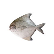 White Pomfret Iran 850g-900g Pack